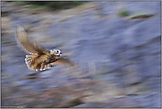 Nachtflug... Europäischer Uhu *Bubo bubo*