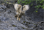 Flug in die Dämmerung... Europäischer Uhu *Bubo bubo*