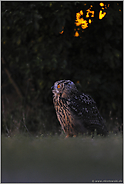 im Dunkel der Nacht... Europäischer Uhu *Bubo bubo*