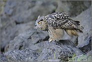 auf der Jagd... Europäischer Uhu *Bubo bubo*