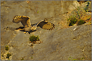 verspielt... Europäischer Uhu *Bubo bubo*