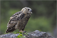 mal anders... Europäischer Uhu *Bubo bubo*