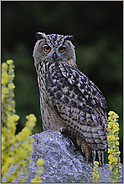majestätisch... Europäischer Uhu *Bubo bubo*