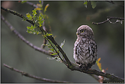 erregt... Steinkauz *Athene noctua*