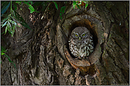 Jungkauz an der Höhle... Steinkauz *Athene noctua*