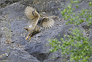 ab in die Büsche... Europäischer Uhu *Bubo bubo*