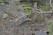 grau in grau... Europäischer Uhu *Bubo bubo*