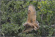 auf großen Schwingen... Europäischer Uhu *Bubo bubo*