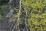 verflogen... Europäischer Uhu *Bubo bubo*