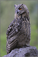 stolz "Vogel des Jahres 2005"... Europäischer Uhu *Bubo bubo*