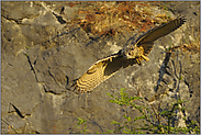 Flug im Abendlicht... Europäischer Uhu *Bubo bubo*