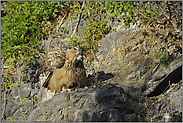 aufgefallen... Europäischer Uhu *Bubo bubo*