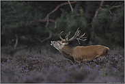 Zähne bleckend... Rothirsch *Cervus elaphus*