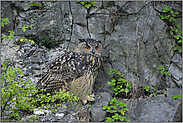 abwartend... Europäischer Uhu *Bubo bubo*