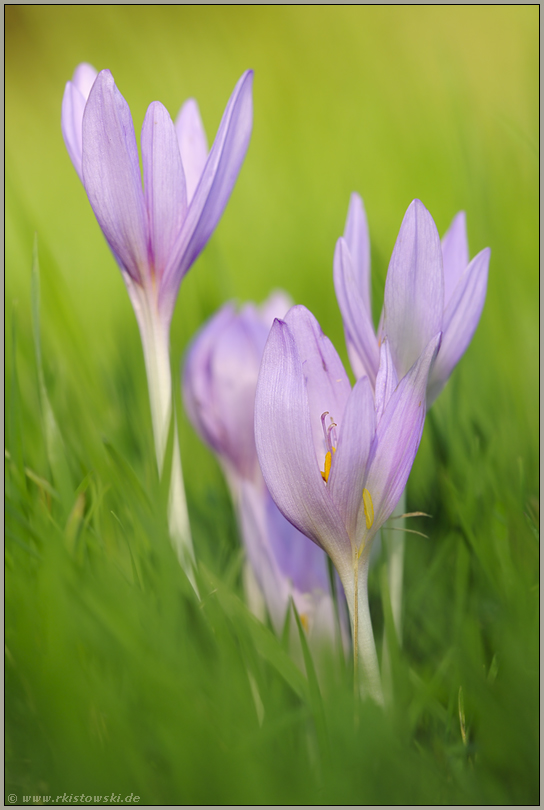 nah d'ran... Herbstzeitlose *Colchicum autumnale*