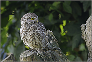 immer auf der Hut... Steinkauz *Athene noctua*