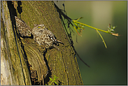 ungewisse Zukunft... Steinkäuze *Athene noctua*