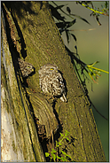 zu zweit... Steinkäuze *Athene noctua*