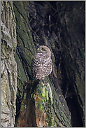 rückwärtige Ansichten... Steinkauz *Athene noctua*