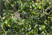 auf der Obstwiese... Steinkauz *Athene noctua*