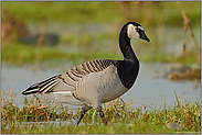 am Rhein...  Nonnengans *Branta leucopsis*