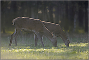 auf der Lichtung... Rottiere *Cervus elaphus*