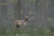 auf dem Sprung... Damhirsch *Dama dama*