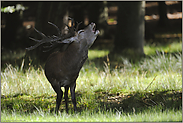 schwieriges Licht... Rothirsch *Cervus elaphus*