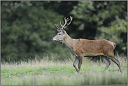 der Jüngling... Rothirsch *Cervus elaphus*