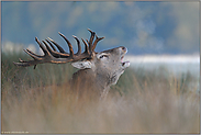 Spätsünder... Rothirsch *Cervus elaphus*