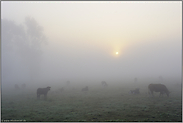 Stille... Sonnenaufgang *Niederrhein*