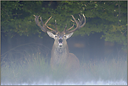 Überraschung... Rothirsch *Cervus elaphus*