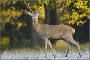 Herbst... Rotspiesser *Cervus elaphus*