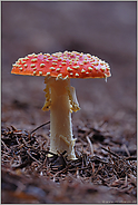 unverwechselbar... Fliegenpilz *Amanita muscaria*