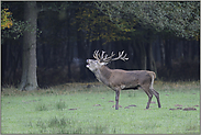 auf der Lichtung... Rothirsch *Cervus elaphus*