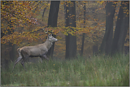 Herbst... Rothirsch *Cervus elaphus*