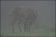 im Nebel... Rothirsch *Cervus elaphus*