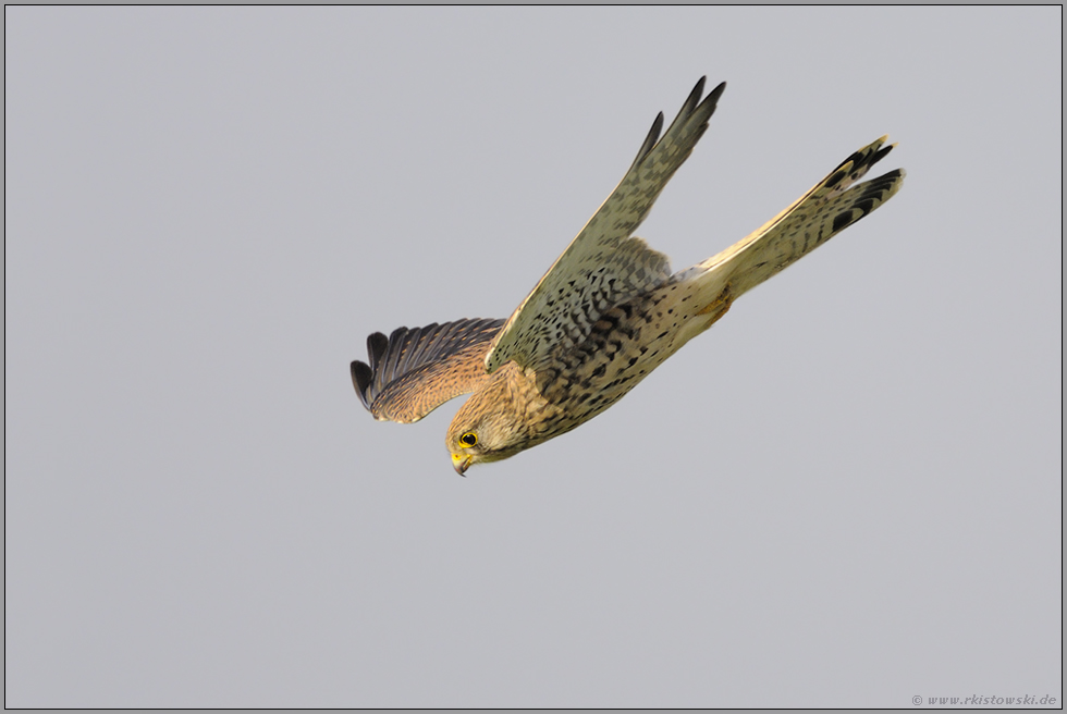 Turmfalke Falco Tinnunculus Falkenartige Vögel von Naumann A3 156 