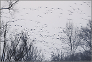 Aufbruch... Gänsevögel *im ersten Licht*