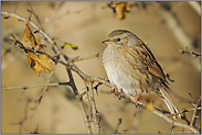 namensgerecht... Heckenbraunelle  *Prunella modularis*