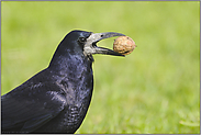 der Walnußdieb... Saatkrähe *Corvus frugilegus*