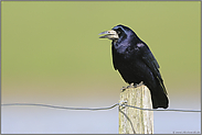 ein Singvogel... Saatkrähe *Corvus frugilegus*