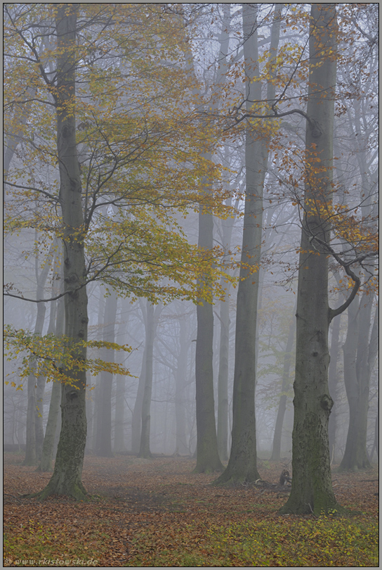 Herbstimpression... Buchenwald *Meerbusch*