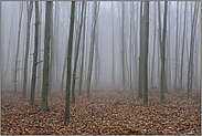 Stangenwald... Rotbuchen *Fagus sylvatica*