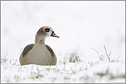 ruhend im Schnee... Nilgans *Alopochen aegyptiacus*