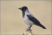 Artportrait... Nebelkrähe *Corvus cornix*