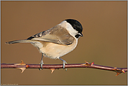 ein Standvogel... Sumpfmeise *Poecile palustris*