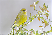 Jahresvogel... Grünfink *Carduelis chloris*