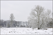 Winter am Niederrhein... Ilvericher Altrheinschlinge *Meerbusch*