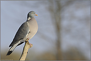 in offener Landschaft... Ringeltaube *Columba palumbus*